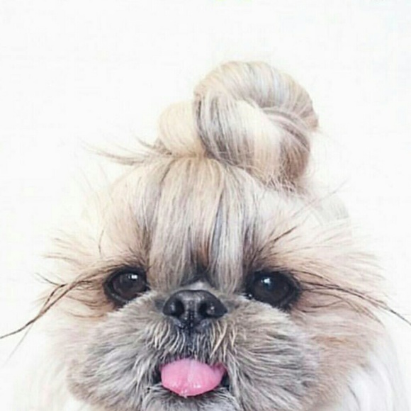 Meet your Posher, Dalai - Picture 3 of 4